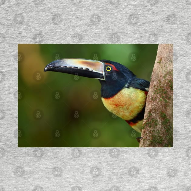 Collared Aracari (Pteroglossus torquatus) Costa Rica by Jim Cumming